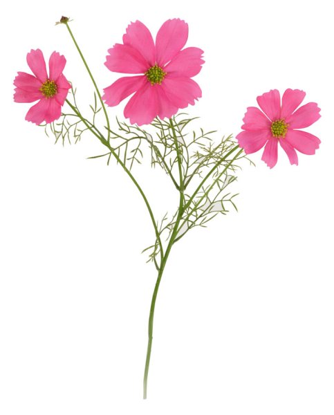 Космея гладью