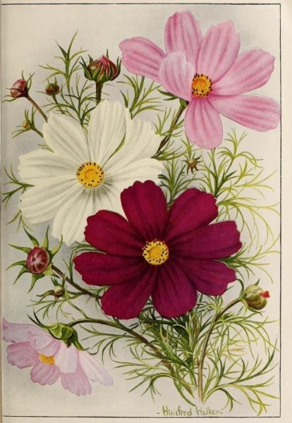 Космея акварель ботаника