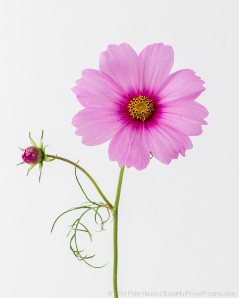 Космея акварель ботаника