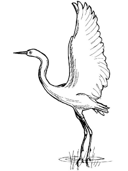Журавль раскраска