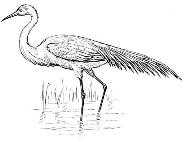 Цапля рисунок