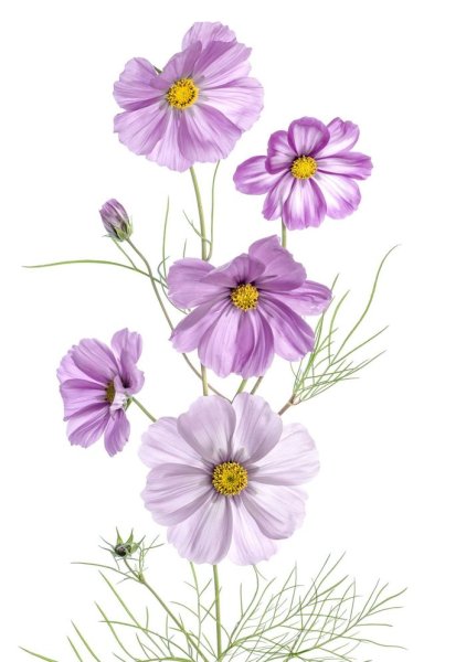 Цветы космеи Ботаническая иллюстрация