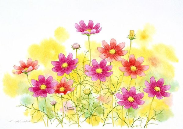 Космея Ботаническая зарисовка