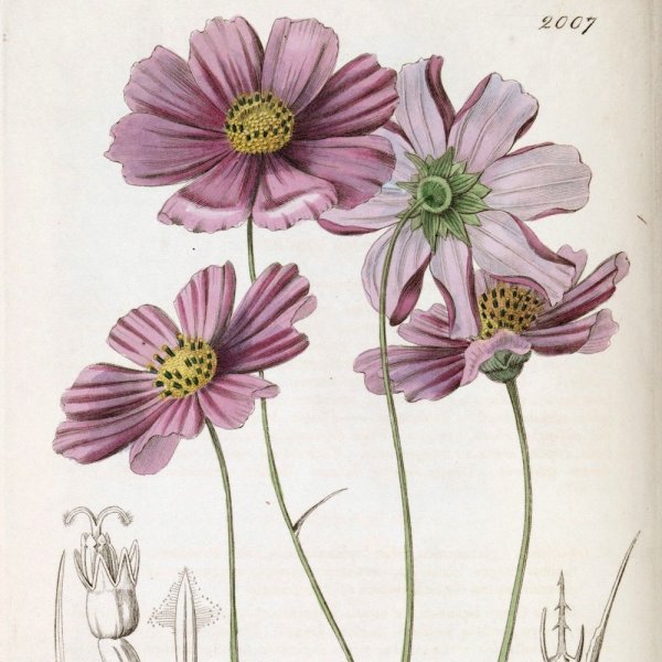 Космея Ботаническая иллюстрация