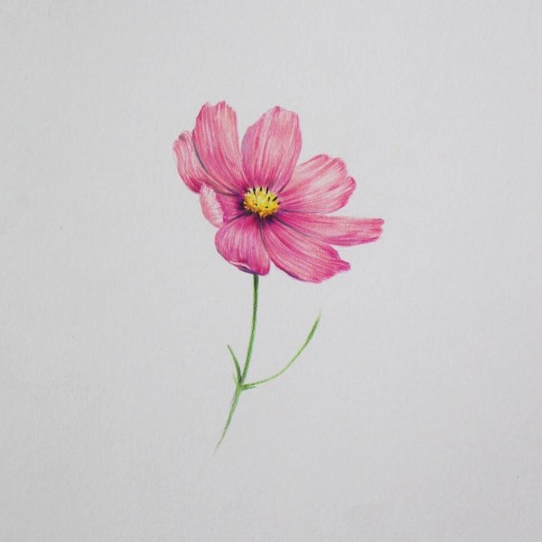 Космея раскраска для детей