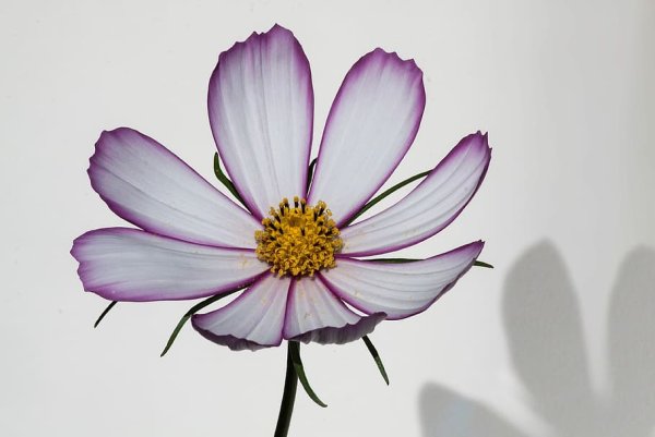 Комарова космея