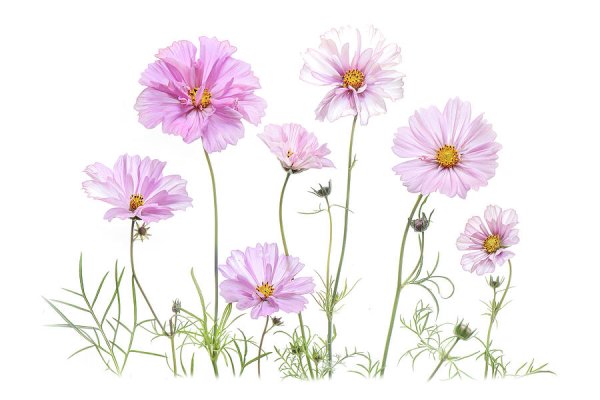 Елена Дюшан художник