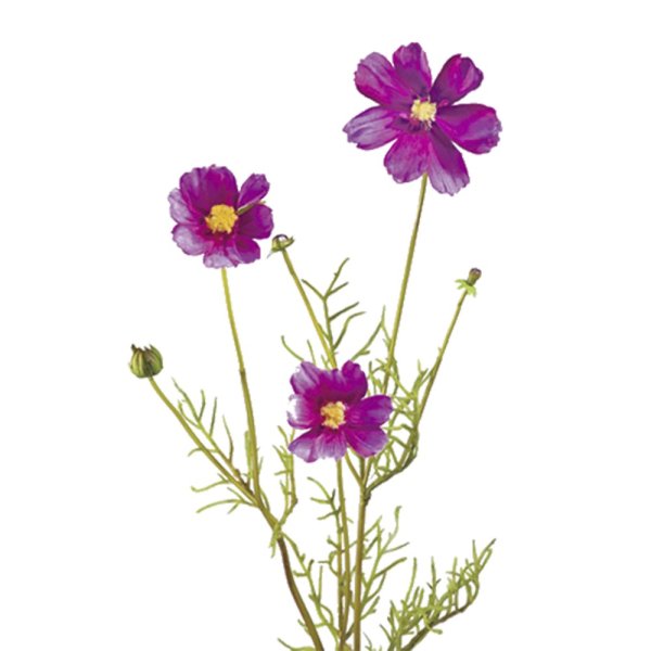 Цветы космеи Ботаническая иллюстрация