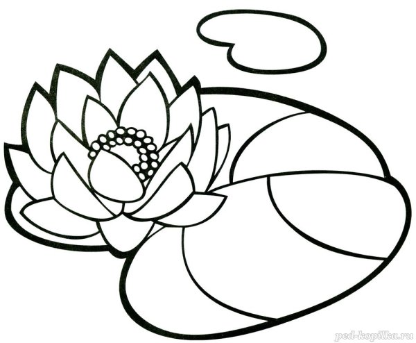 Растение кувшинка белая водяная Лилия раскраска