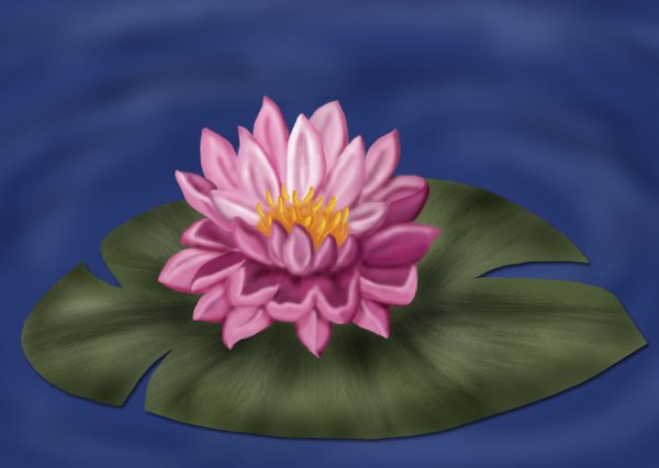 Водяная Лилия кувшинка рисунок