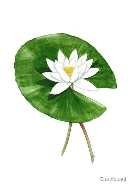 Кувшинка белая