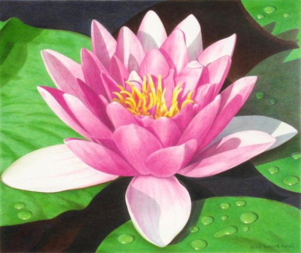 Лотос Лилия кувшинка рисунки