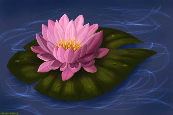 Кувшинка для детей