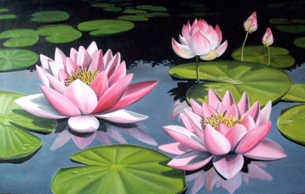 Кувшинка референс