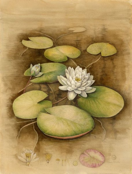 Лист кувшинки Ботаническая иллюстрация