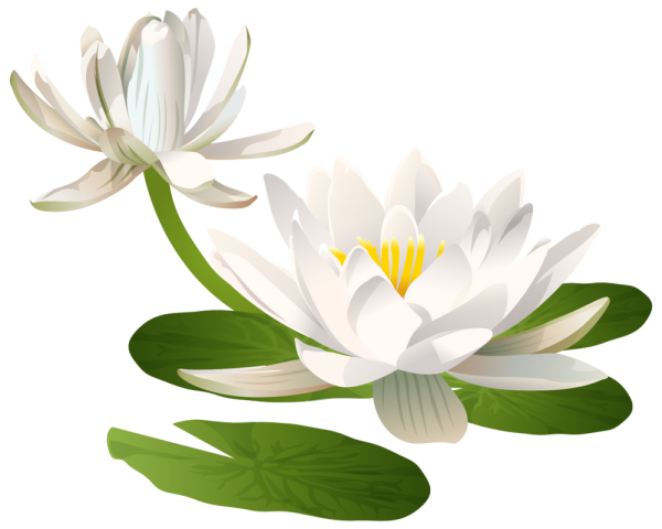 Кувшинка снежно-белая