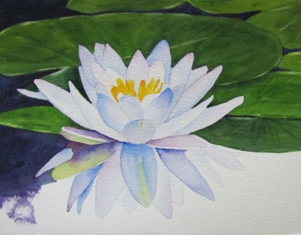 Кувшинка белая