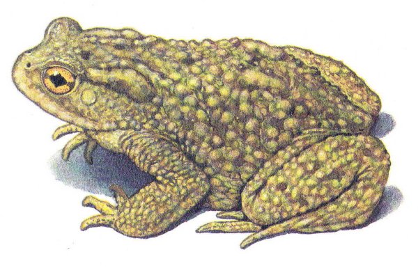 Жаба серая на белом фоне