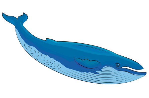 Кит рисунок