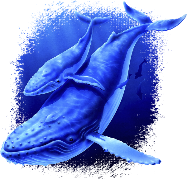 Кит на белом фоне