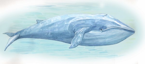 Синий кит иллюстрация