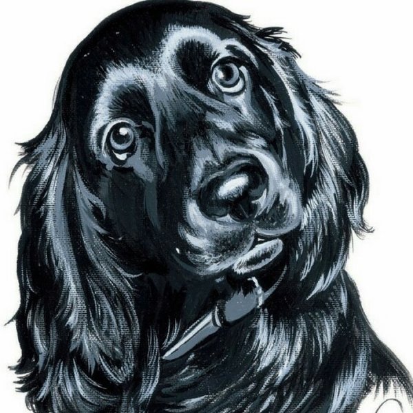 Русский спаниель вектор