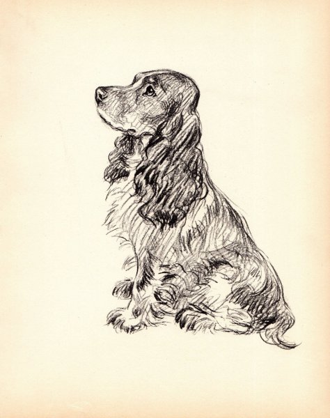 Английский кокер спаниель скетч