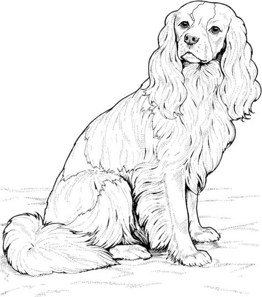 Английский кокер-спаниель