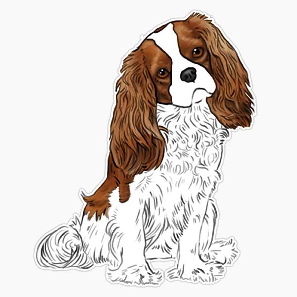 Кавалер Кинг Чарльз спаниель для срисовки