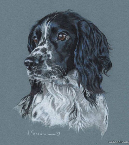 Русский спаниель акварелью