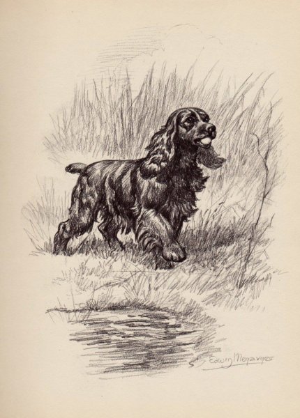 Английский кокер спаниель Графика