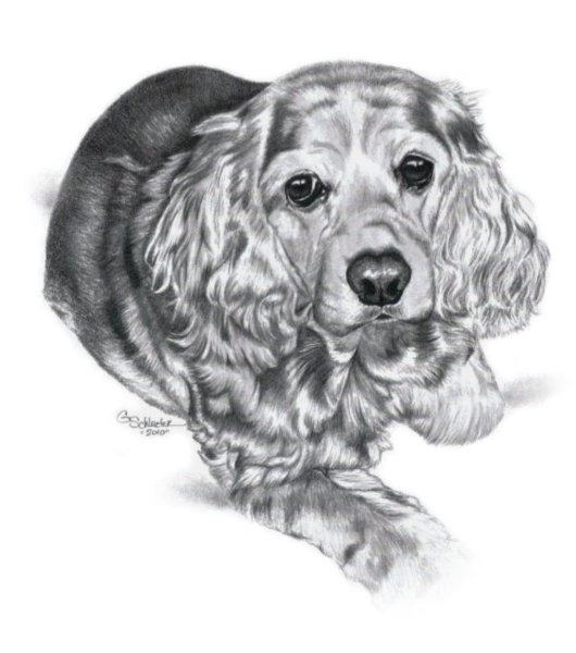 Английский кокер спаниель рисунок