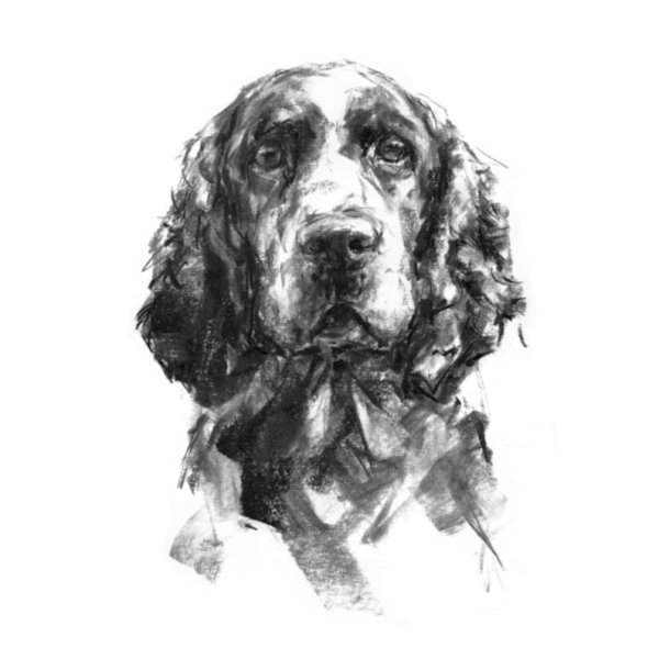 Тату спаниель эскиз