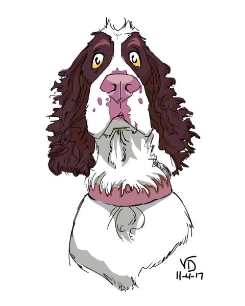 Кокер спаниель референс