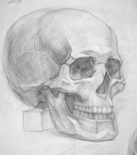 Череп сбоку рисунок гипсовый