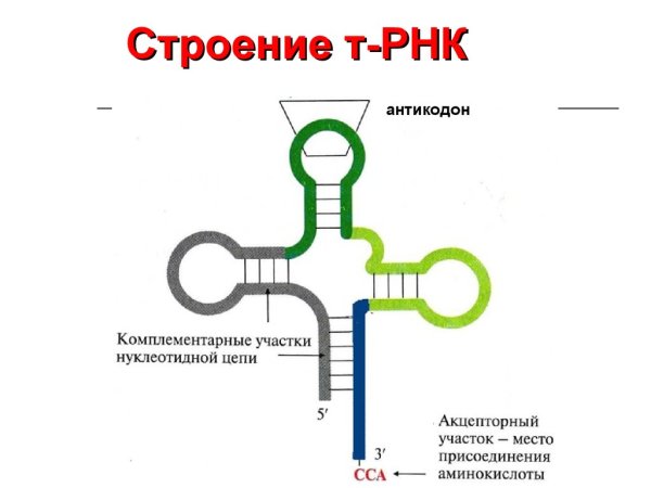Строение транспортной РНК схема
