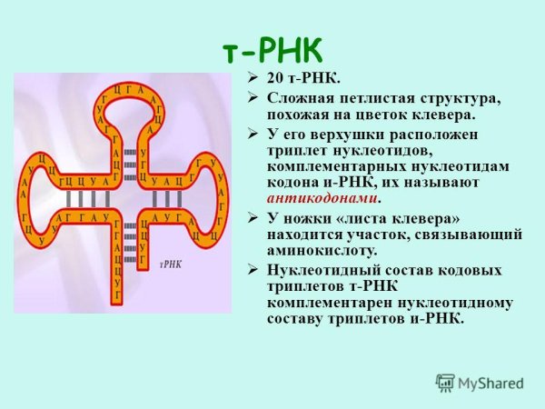 Транспортная РНК клеверный лист