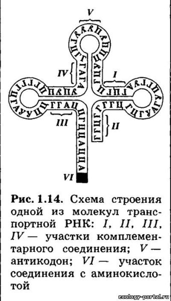 Строение молекулы транспортной РНК