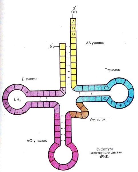 Схема строения молекулы транспортной РНК