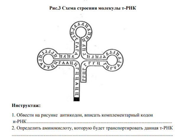 Схема строения молекулы ТРНК