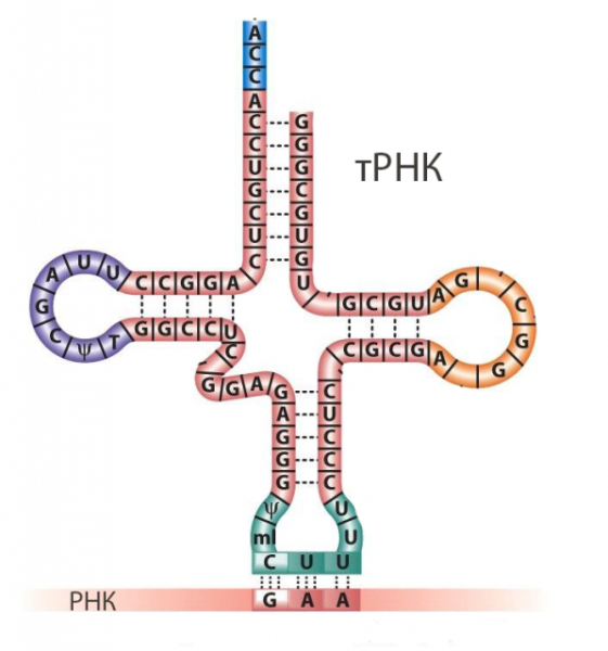 Строение ТРНК схема