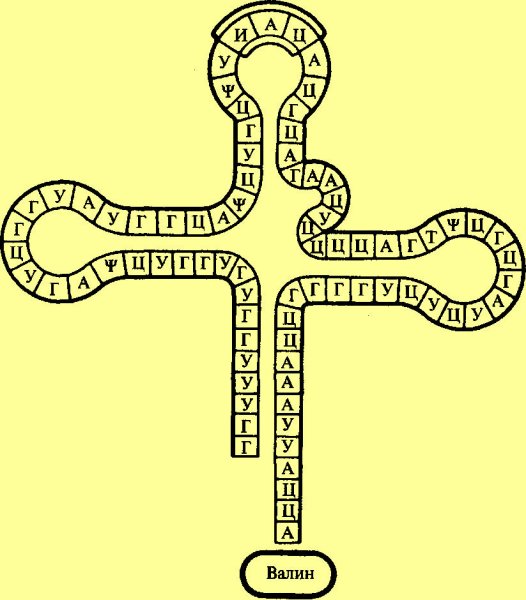 Строение ТРНК рисунок
