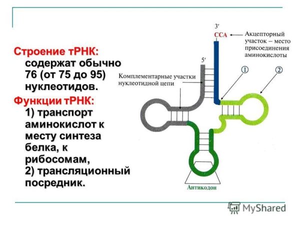Синтез ИРНК схема