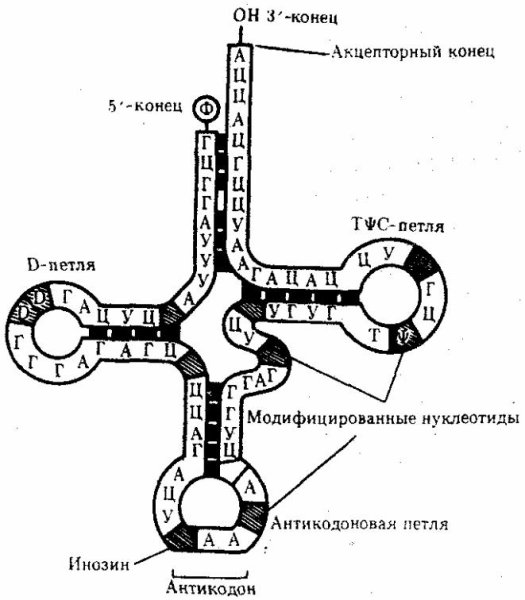Функциональная структура ТРНК