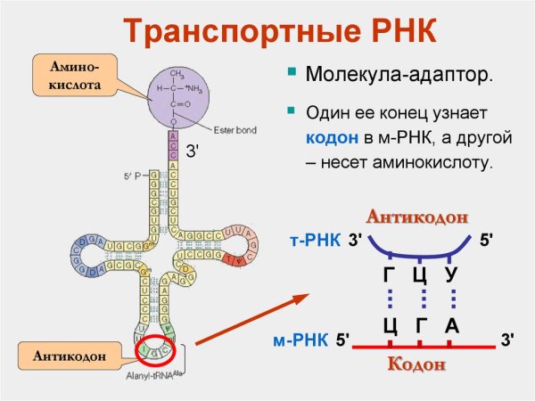 Строение т РНК биохимия