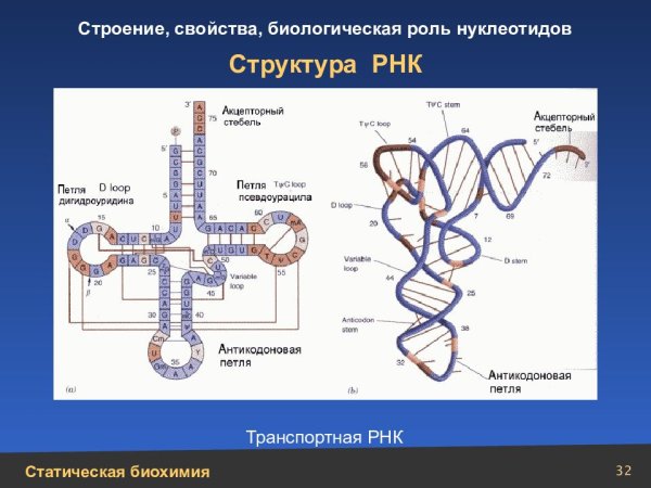 Транспортная РНК строение и функции