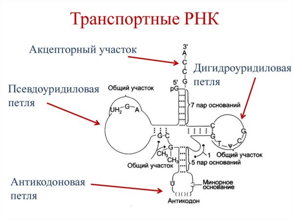 Стабилизирующая петля ТРНК