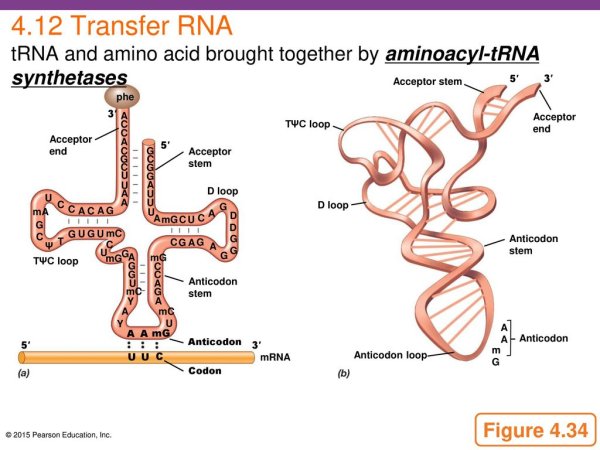 Строение молекулы транспортной РНК