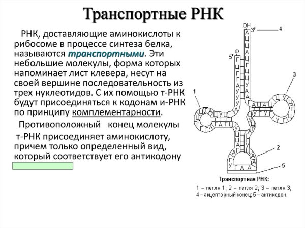 Аминоацил ТРНК строение