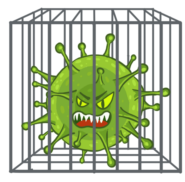 Коронавирус клетка